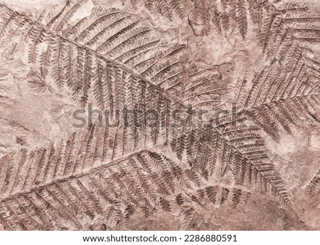 Ferns are a very ancient family of plants. They predate the beginning of the Mesozoic era, 360 million years ago. Royalty-Free Stock Photo #2286880591