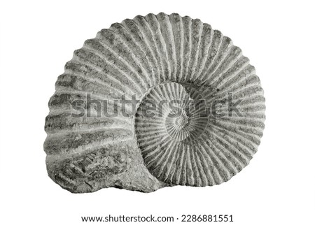 Ammonites are a group of fossil marine animals from the class of cephalopod molluscs. Royalty-Free Stock Photo #2286881551