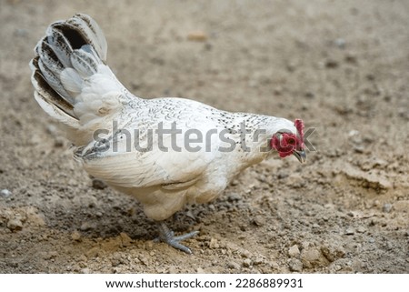 Rooster and Chickens. Free Range Cock and Hens,Many beautiful bantam chickens,poultry lay together. Royalty-Free Stock Photo #2286889931