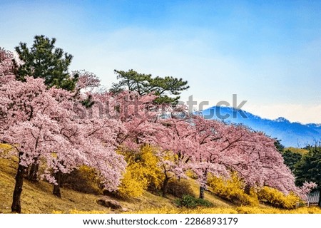  Cherry blossom in the grounds of the Bulguksa Buddhist Temple, Gyeong-Ju, South Korea, a UNESCO World Heritage site.