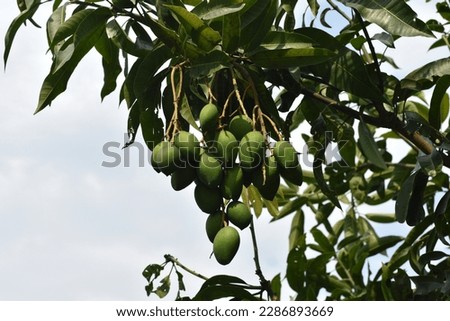 Child mangoes, naturally delegated Mangifera indica, are the exceptionally youthful forms of crude, or green mangoes.