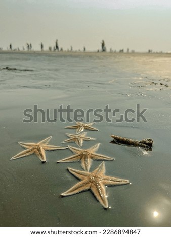 Sea Starfish Best Picture in sea sand