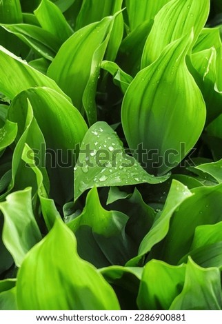 lily of the valley leaves with water drops after rain. green flower background