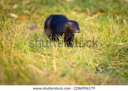 American mink walks among green grass and dry leaves