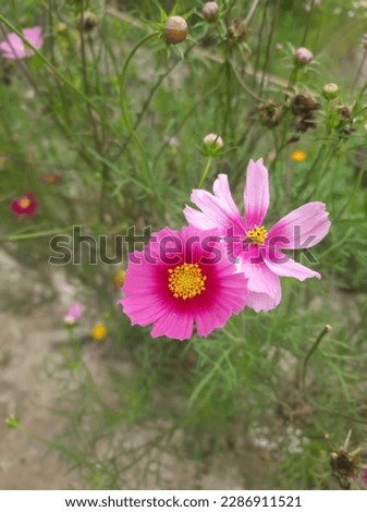 Cosmos flowers are pretty easy to grow and come in a wide variety of colors. Cosmos flowers are associated with simplicity, joy, and beauty. It is also a symbol of order, harmony, and balance. 