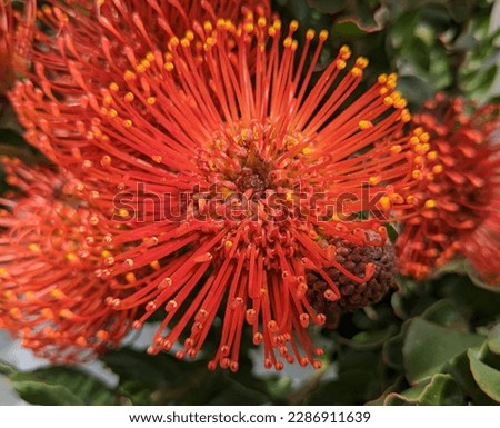 yellow orange nodding pincushion flower in garden Royalty-Free Stock Photo #2286911639