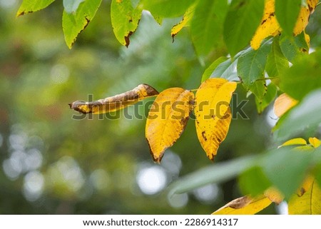 Tree branch with colorful autumn leaves 