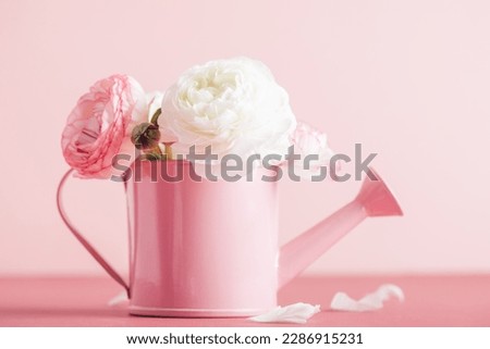 Tender ranunculus flowers in funny vase on pink background with copy space. Bunch of Persian buttercup in floral arrangements