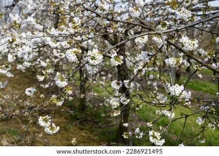 Spring white blossom of sweet cherry tree, orchard with fruit trees in West Betuwe, Netherlands in april