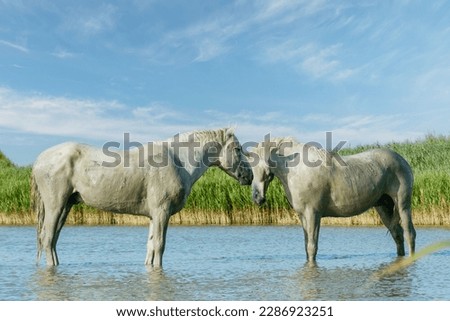 White Camargue Horses running on the beach in Parc Regional de Camargue - Provence, France Royalty-Free Stock Photo #2286923251