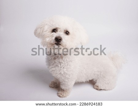 White Maltese dog on white background in studio