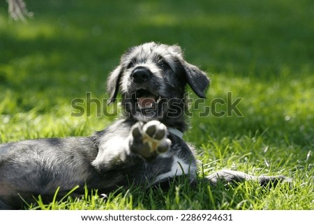 Cute little irish wolfhound portrait Royalty-Free Stock Photo #2286924631