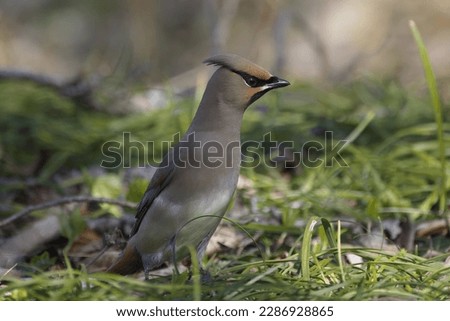Japanese waxwing on the ground to eat mondo grass berry. Royalty-Free Stock Photo #2286928865