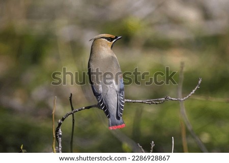 Japanese waxwing on the ground to eat mondo grass berry. Royalty-Free Stock Photo #2286928867
