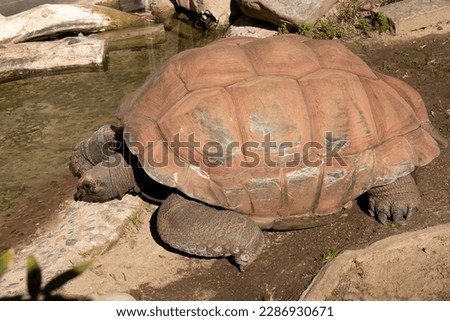 The big turtle is drinking water. The turtle got out of the shell
