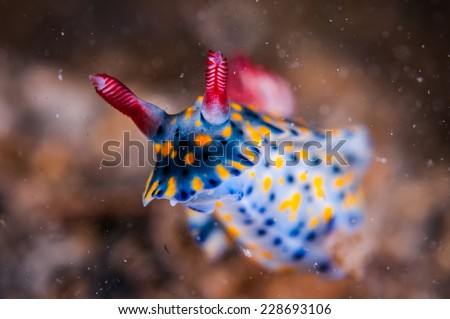 Nudibranch crawling over the bottom substrate in Gili, Lombok, Nusa Tenggara Barat, Indonesia underwater photo. Nudibranch are benthic animals, has scientific name Hypselodoris infucata