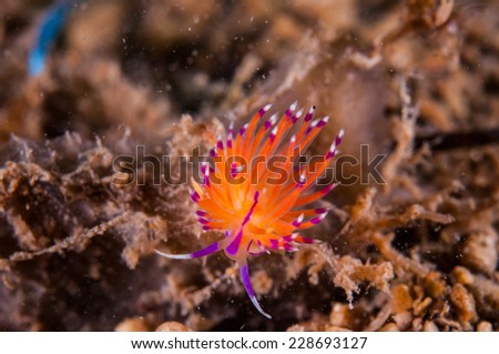 Nudibranch crawling over the bottom substrate in Gili, Lombok, Nusa Tenggara Barat, Indonesia underwater photo. Nudibranch are benthic animals, has scientific name Flabellina arveloi