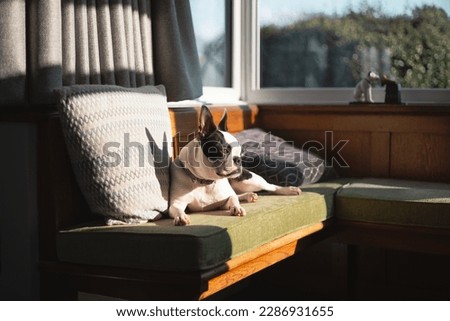 Boston Terrier dog lying in the sun on green cushions on a bay window bench. Her ears are in shadow in a cushion behind her.  Royalty-Free Stock Photo #2286931655