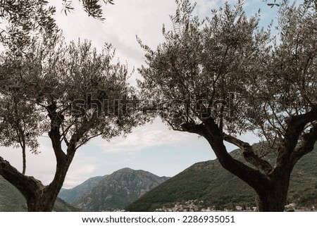 two olive trees decor with lamps on the background of the mountains

