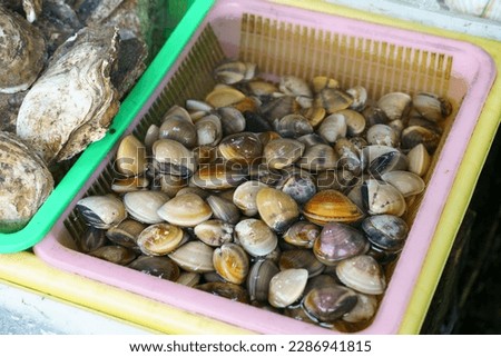 Raw fresh clam Corbicula in the water on fish market. High quality photo