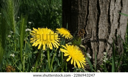 Dandelion: A closer look at the benefits and wonders of Taraxacum Officinale. Spring shots Royalty-Free Stock Photo #2286943247