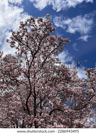 Magnolia blossoms found in Washington, DC