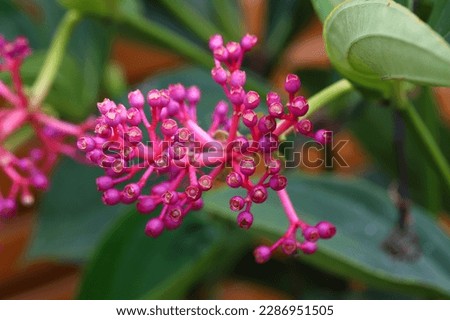 Pink Showy Asian Grapes plant with green leaves background