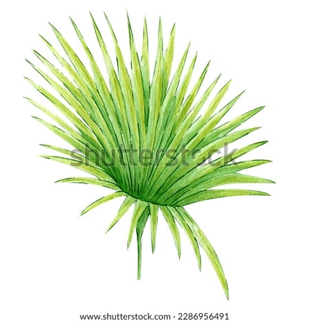 Watercolor hand painted green  tropical leaves, tropic plant, palm leaf, monstera, banana tree leaves isolated on white background. Exotic leaf. Botanical elements for decoration and print.