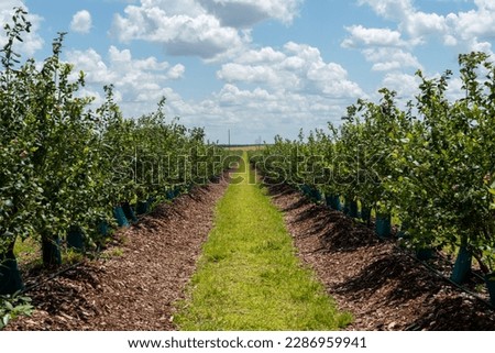 Rows of cultivated blueberry bushes in a farmer's field. The farm is growing natural organic blueberries. The farmland includes acres of land under a vibrant blue sky with white fluffy clouds. Royalty-Free Stock Photo #2286959941