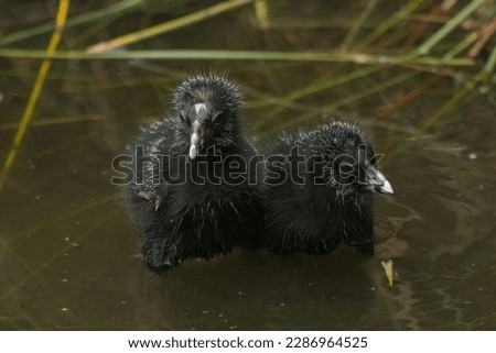 The picture of chicks Australasia swamphen stand on top of water surface with his sibling.