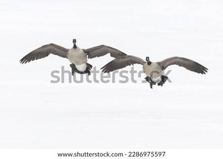 Canada goose (Branta canadensis) in winter
 Royalty-Free Stock Photo #2286975597