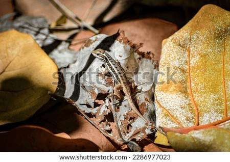 Captivating Baby Gecko, resting peacefully on a pile of fallen brown and yellow rotting leaves, close-up, macro.