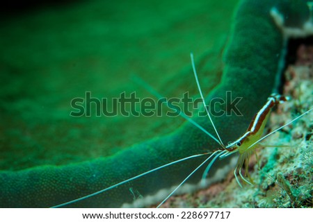 White-banded cleaner shrimp in Derawan, Indonesia underwater photo. Also known as scarlet cleaner shrimp, has a scientific name Lysmata amboinensis.