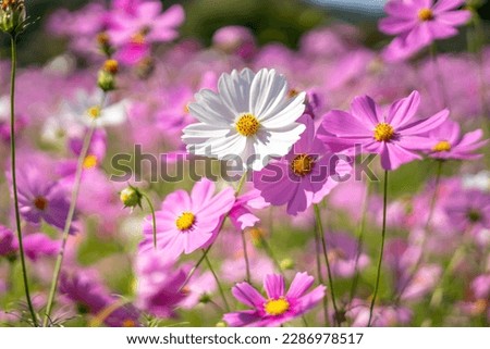 Cosmos flowers, autumn season image Royalty-Free Stock Photo #2286978517