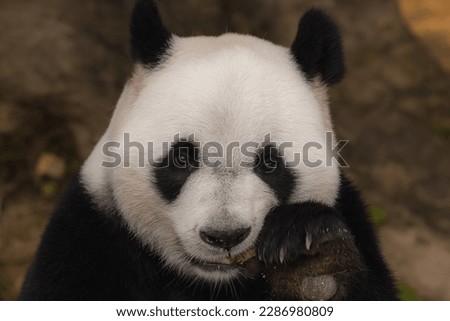 An adorable panda in a zoo in China eating bamboo leaves
