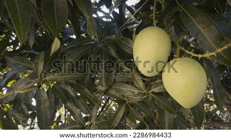 Mango tree in the yard