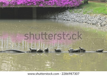 Freshwater turtles in a public pool come up to sanbathe in the morning.