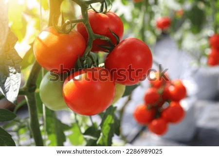 Ripe tomato plants growing in greenhouse, blurred background and copy space.