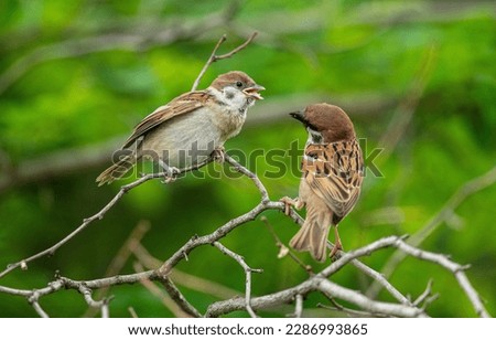 Sparrows are feeding their cubs, a warm picture of maternal love