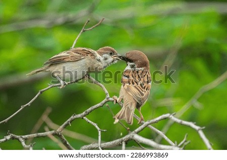 Sparrows are feeding their cubs, a warm picture of maternal love