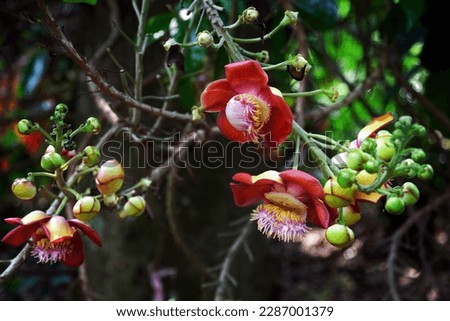 Red flowers and green buds of a Cannonball tree in the dark of an evening garden. Beautiful mysterious blossoming tree Couroupita guianensis  background