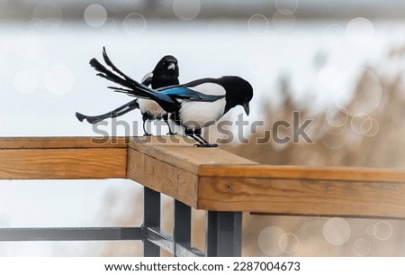 magpie bird dances and jumps on a wooden log
