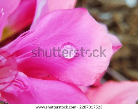 Pink oleander flower with water drops on petals, closeup