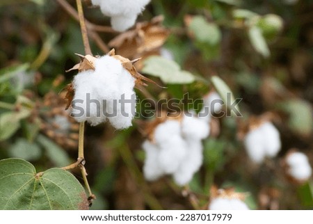 Pure white cotton flowers, natural fibers, are blooming ready for harvest for use in the production of clothing and textiles. Royalty-Free Stock Photo #2287017979