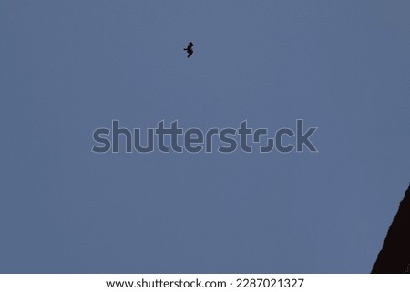 A bird flying in the sky.