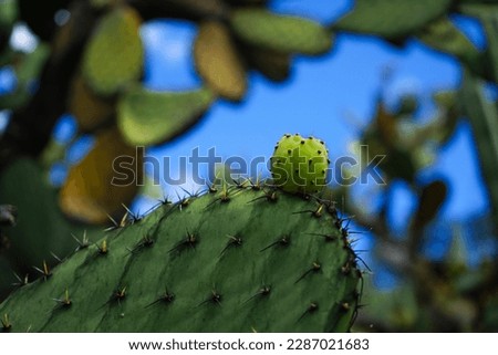 a green cactus plant on close up, cactus picture taken from below, sky can be seen between, oaxaca, mexico