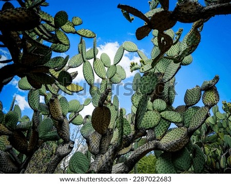 huge cactus picture taken from below with blue sky can be seen in between, oaxaca botanical garden, mexico