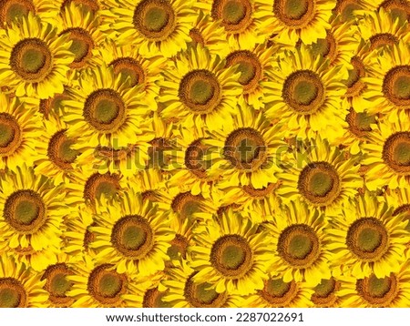 Background image of blooming yellow sunflower flowers. Yellow sunflower petals. Bouquet of flowers. Flowering period. Seeds of the plant Helianthus. Template for text. Beautiful background.