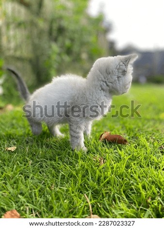 Beautiful kittens with blue eyes walk around the house and grass