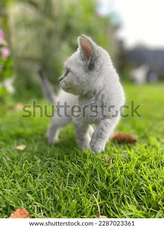 Beautiful kittens with blue eyes walk around the house and grass